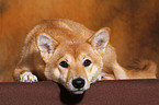 lying Shiba Inu