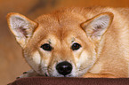 lying Shiba Inu