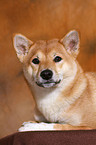 lying Shiba Inu