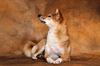 lying Shiba Inu