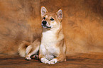 lying Shiba Inu