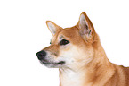 Shiba Inu Portrait