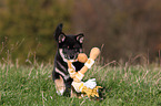 playing Shiba Inu Puppy