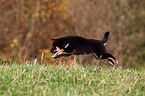 jumping Shiba Inu Puppy