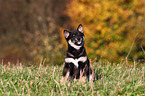 sitting Shiba Inu Puppy