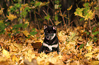 sitting Shiba Inu Puppy