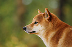 Shiba Inu Portrait