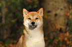 Shiba Inu Portrait