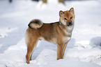 young Shiba Inu in snow