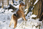 young Shiba Inu in snow