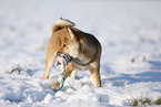 young Shiba Inu in snow