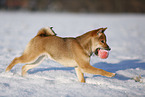 young Shiba Inu in snow