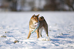 young Shiba Inu in snow