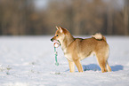 young Shiba Inu in snow