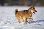 young Shiba Inu in snow