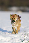 young Shiba Inu in snow