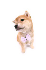 Shiba Inu Puppy