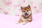 Shiba Inu Puppy