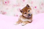 Shiba Inu Puppy