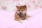 Shiba Inu Puppy