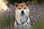 Shiba Inu Portrait