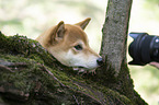 lying Shiba Inu