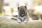 Shiba Inu Puppy