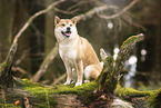 sitting Shiba Inu