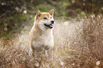 sitting Shiba Inu