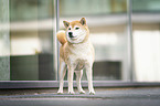 Shiba Inu