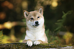 Shiba Inu