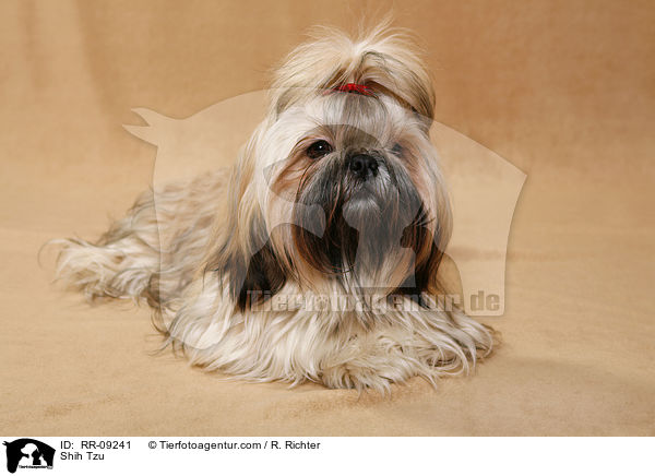 Shih Tzu / Shih Tzu / RR-09241