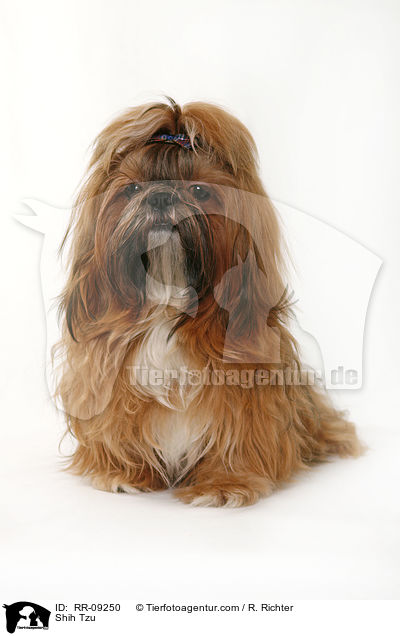 Shih Tzu / Shih Tzu / RR-09250