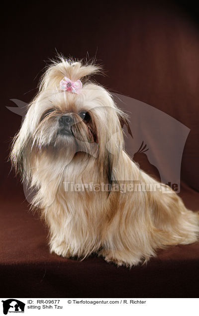 sitzender Shih Tzu / sitting Shih Tzu / RR-09677