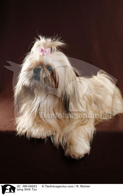 liegender Shih Tzu / lying Shih Tzu / RR-09683