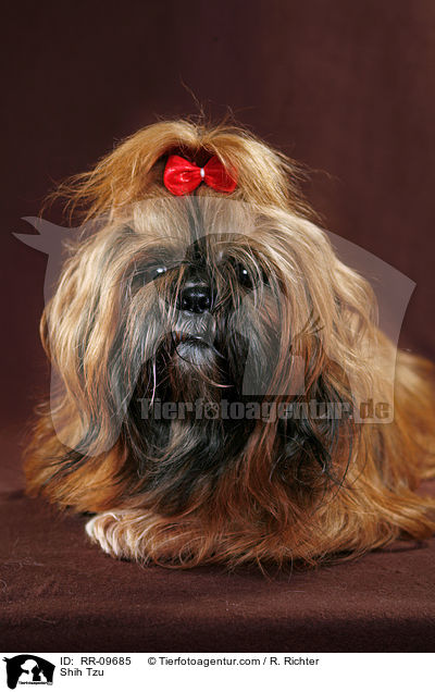 Shih Tzu / Shih Tzu / RR-09685