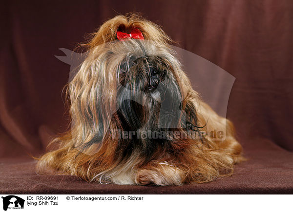 liegender Shih Tzu / lying Shih Tzu / RR-09691