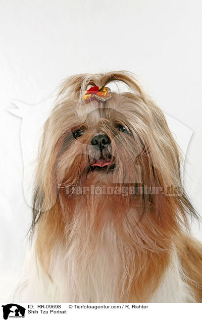 Shih Tzu Portrait / Shih Tzu Portrait / RR-09698