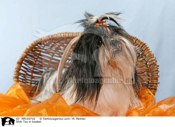 Shih Tzu im Krbchen / Shih Tzu in basket / RR-09702