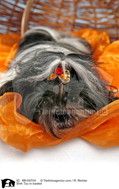 Shih Tzu im Krbchen / Shih Tzu in basket / RR-09704