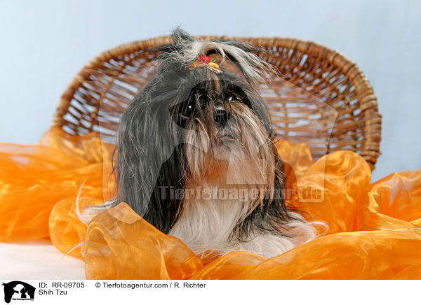 Shih Tzu / Shih Tzu / RR-09705