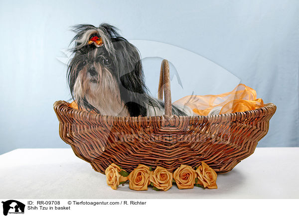 Shih Tzu im Krbchen / Shih Tzu in basket / RR-09708