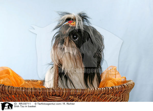 Shih Tzu im Krbchen / Shih Tzu in basket / RR-09711