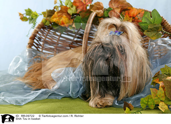 Shih Tzu im Krbchen / Shih Tzu in basket / RR-09722