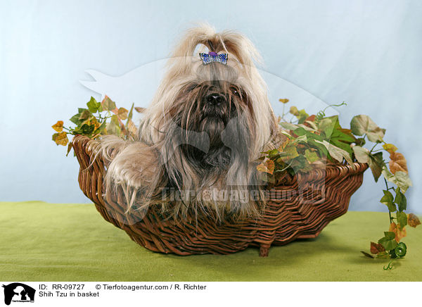 Shih Tzu im Krbchen / Shih Tzu in basket / RR-09727