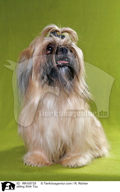 sitzender Shih Tzu / sitting Shih Tzu / RR-09735