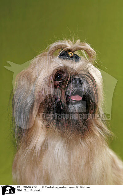 Shih Tzu Portrait / Shih Tzu Portrait / RR-09736