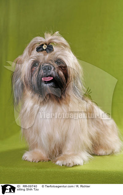 sitzender Shih Tzu / sitting Shih Tzu / RR-09740