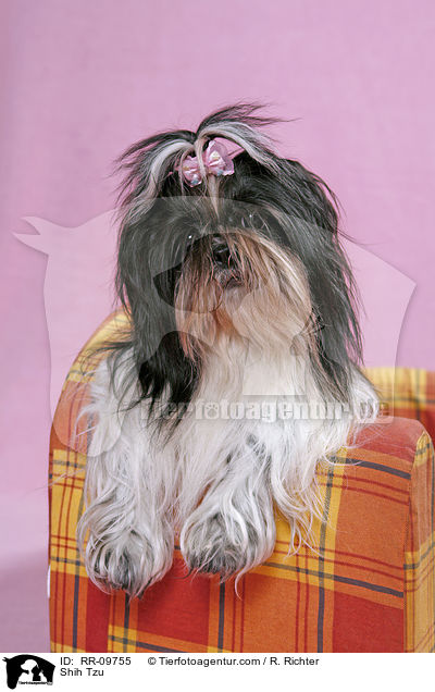 Shih Tzu / Shih Tzu / RR-09755