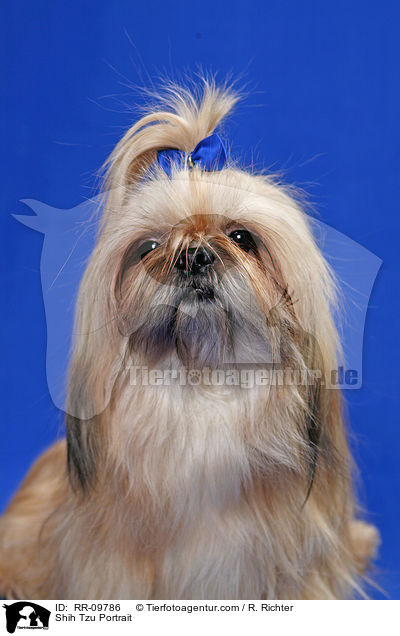 Shih Tzu Portrait / Shih Tzu Portrait / RR-09786